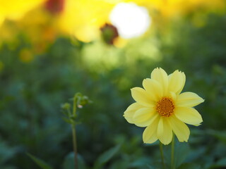 yellow color flower, sulfur Cosmos, Mexican Aster flowers are blooming beautifully springtime in the garden, blurred of nature background