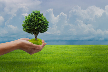 Fototapeta na wymiar Eco earth day concept: Human hands holding big growth plant over green field and blue sky background.