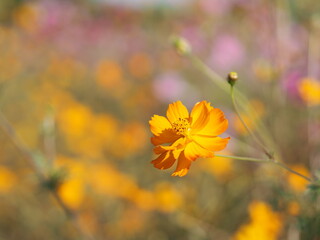 African marigold, American or Aztec marigolds flower Beautiful orange and yellow color Flowers growing blooming in garden nature background