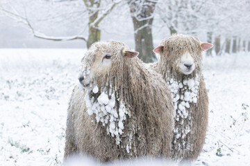 cold sheep