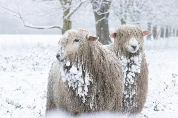 Fotobehang cold sheep © scott