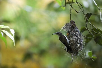 mother birds feeding their babies