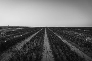 Kissenbezug A field with rows of daffodils for sale, the Israeli winter at sunset, black and white © yosefhay