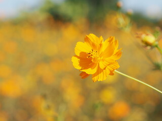 African marigold, American or Aztec marigolds flower Beautiful orange and yellow color Flowers growing blooming in garden nature background