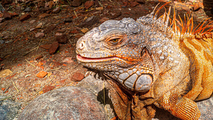 Obraz premium Detail closeup of Green Iguana head