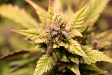 Detail of a Amnesia Variety Marijuana Plant. A close view of a cannabis plant. Details of sugar leaf flower calynx and pistils. Backdrop for medical marijuana information botany info pot smoking 