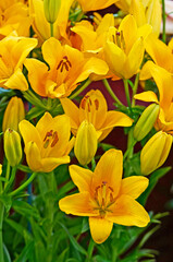 Lilium Asiatic 'Brazil' closeup in a flower border