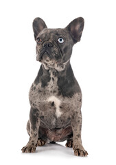 french bulldog in studio