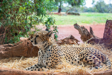 Relaxing cheetah 