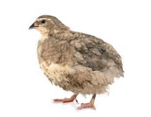 Japanese quail in studio