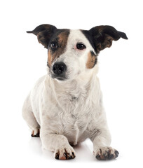 jack russel terrier