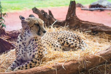 Relaxing cheetah 