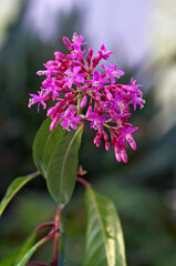 Close up view of Fuchsia arborescens