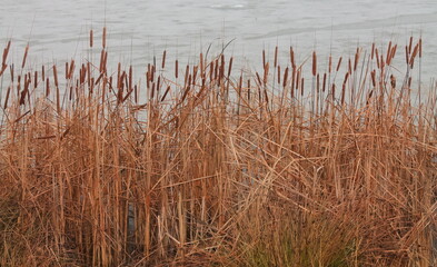 Common reed as background or texture. the thin layer of ice covering the lake. Dry thickets of reeds by the lake.