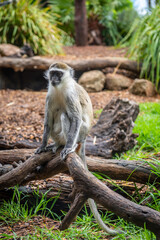 japanese macaque sitting on a tree