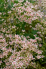 Flowering Saxifraga 'Southside Seedling' in a flower bordser