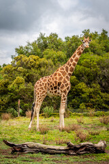 Obraz premium giraffe in the zoo