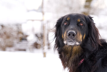 hovawart dog is walking in winter day at snow. Germany guard dog breed