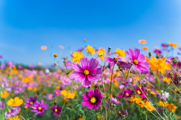 Beautiful cosmos flowers blooming in garden. Colorful cosmos flowers in spring morning and blue...