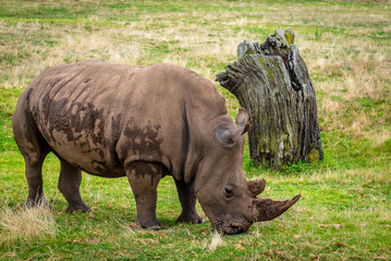 Obraz premium rhino in the grass