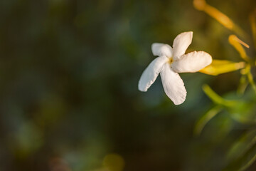 Fototapeta na wymiar White spring flower, Blank text space for Web Site Banner,Presentation, Template, Design.