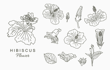 Line flower collection with hibiscus.Vector illustration for icon,sticker,printable and tattoo