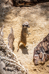 meerkat on guard