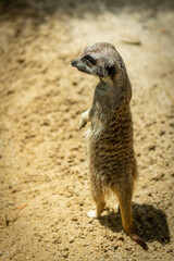 meerkat on guard