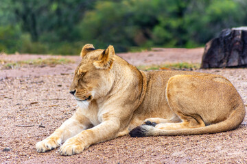 Fototapeta na wymiar Lioness relaxing or sleeping