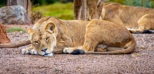 lion cub resting