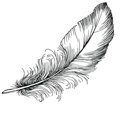 Obraz premium Bird feather from wing isolated. Isolated illustration element. Vector feather for background, texture, wrapper pattern, frame or border.