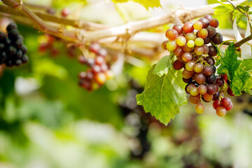 Ripe grapes hanging on vine ready to be harvested at vineyard