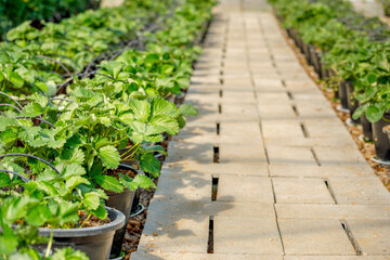 Strawberry plant growing in greenhouse with selective focus