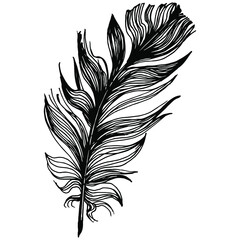 Obraz premium Bird feather from wing isolated. Isolated illustration element. Vector feather for background, texture, wrapper pattern, frame or border.
