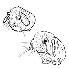 Vector illustration of two cute rabbits. Pets in isolation Blank for designers, postcards, wallpaper, icon for a pet store, pet food