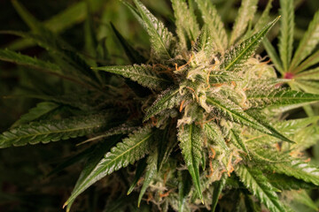 Detail of a Amnesia Variety Marijuana Plant. A close view of a cannabis plant. Details of sugar leaf flower calynx and pistils. Backdrop for medical marijuana information botany info pot smoking 