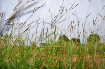 This image for Nasure, flower,Hils, 