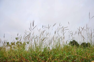 This image for Nasure, flower,Hils, 