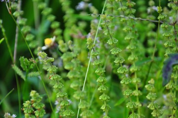Fototapeta premium This image for Nasure, flower,Hils, 