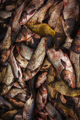 industrial fishing. illegal fishing and seafood.