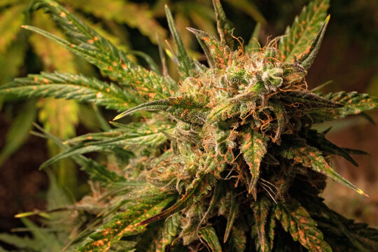 Detail of a Green Crack Variety Marijuana Plant. A close view of a cannabis plant. Details of sugar leaf, flower, calynx and pistils. Backdrop for medical marijuana information, botany info, pot smoki