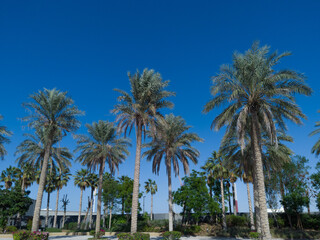 Obraz na płótnie Canvas View of beautiful Palm Trees around the Sunny Blue Skies | Tropical Vacation in Dubai | Palm tree on the background 