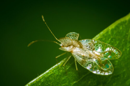 Sycamore Lace Bug (Corythucha Ciliata)