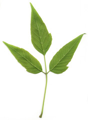 Obraz premium Isolated young green leaf onwhite background. 