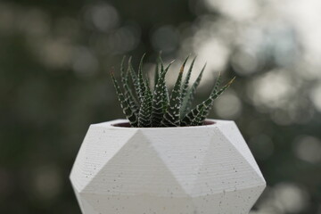 Terrarium Cactus, Cactus in Succulent, Haworthia Fasciata in Large White Pot 