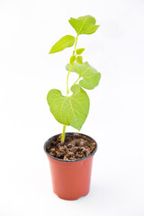 young bean sprout in a pot