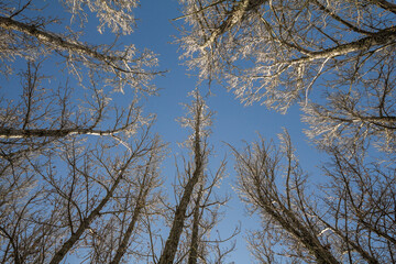 Looking up in an black poplar forest during on a blue sky. Low angle shot.