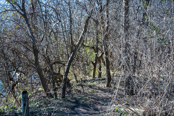 Fototapeta premium Scenery of a thickly forested areas in the Austin, Texas Hill Country.