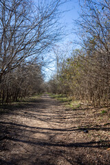 Scenery of a thickly forested areas in the Austin, Texas Hill Country.