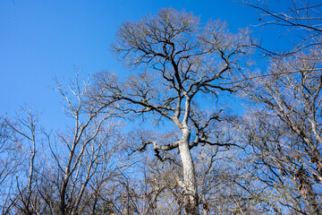 Scenery of a thickly forested areas in the Austin, Texas Hill Country.